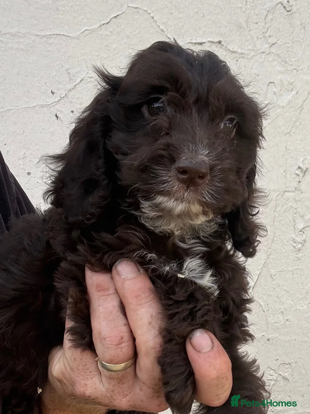 Cockapoo dogs for sale: Ready Now - Chocolate Cockapoo girls  - Advert 1