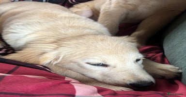 Golden Retriever dogs - Advert 5