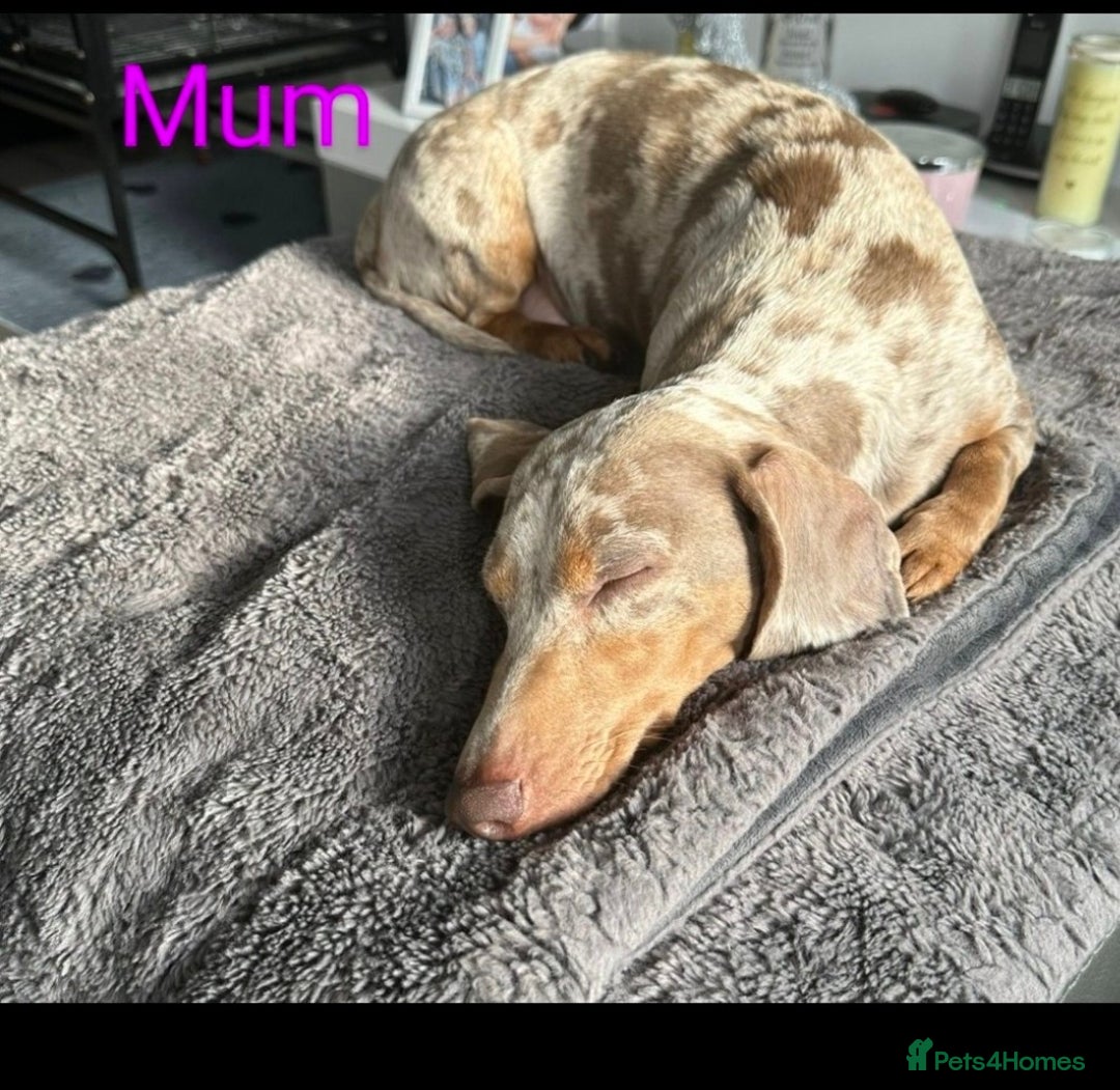 Miniature Dachshund dogs for sale: Minature smooth haired Dachshunds - Image 15