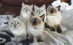 Ragdoll cats for sale: Beautiful GCCF Registered Ragdoll Kittens. - Image 2
