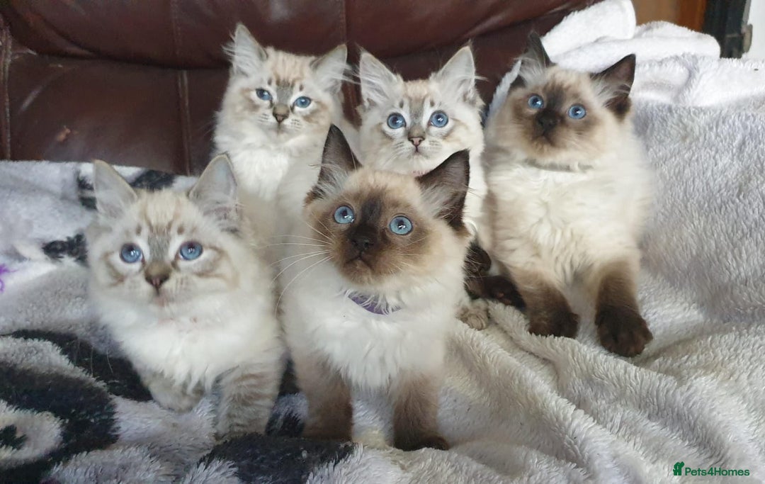Ragdoll cats for sale: Beautiful GCCF Registered Ragdoll Kittens. - Image 2