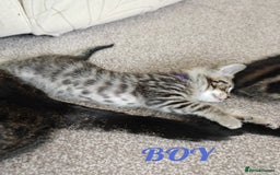 British Shorthair cats for sale: 4 litte Treasures seek Forever Home - Image 2