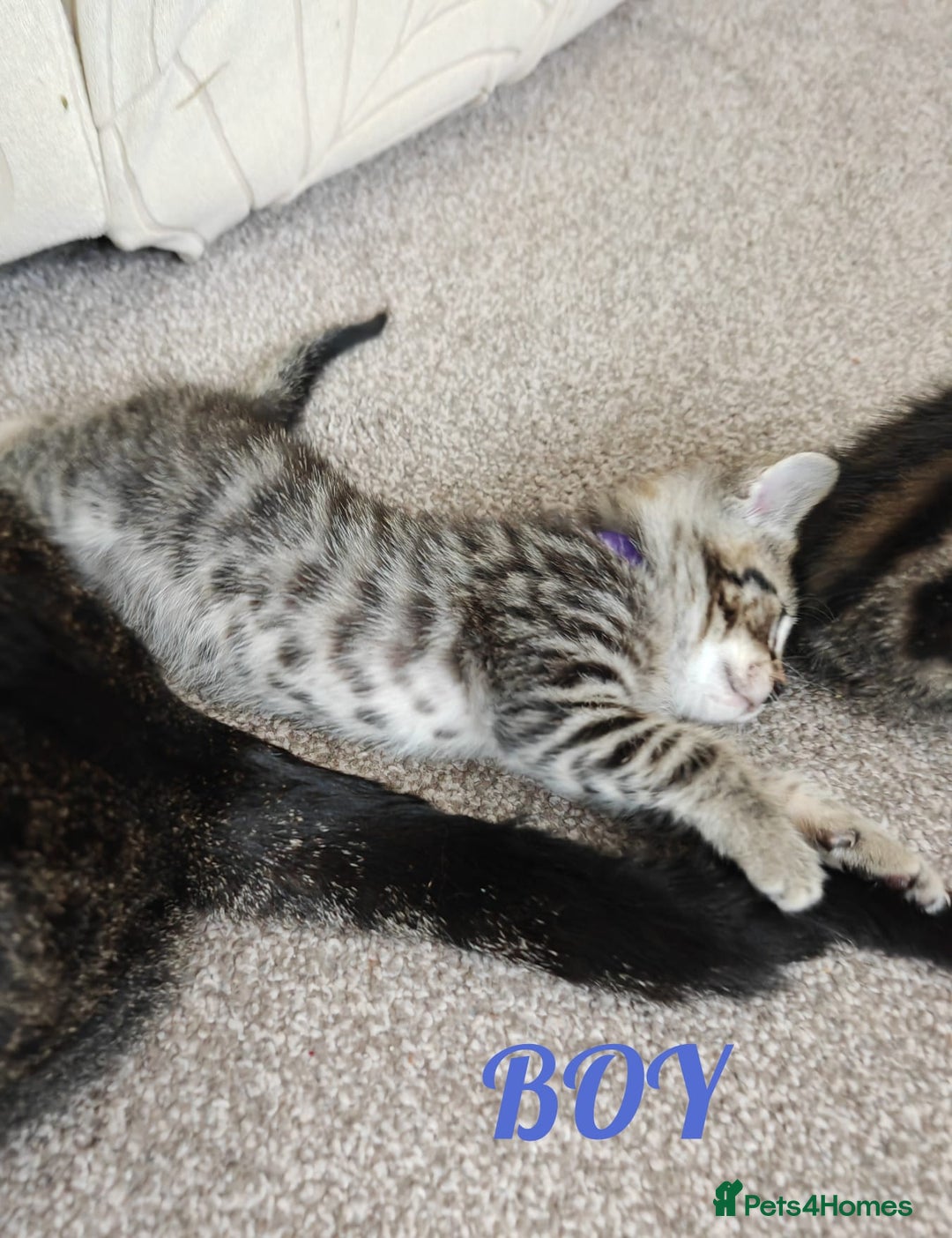 British Shorthair cats for sale: 4 litte Treasures seek Forever Home - Image 2