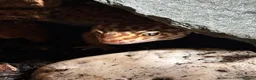 Leopard Gecko reptiles for sale: Leopard Gecko - Advert 3
