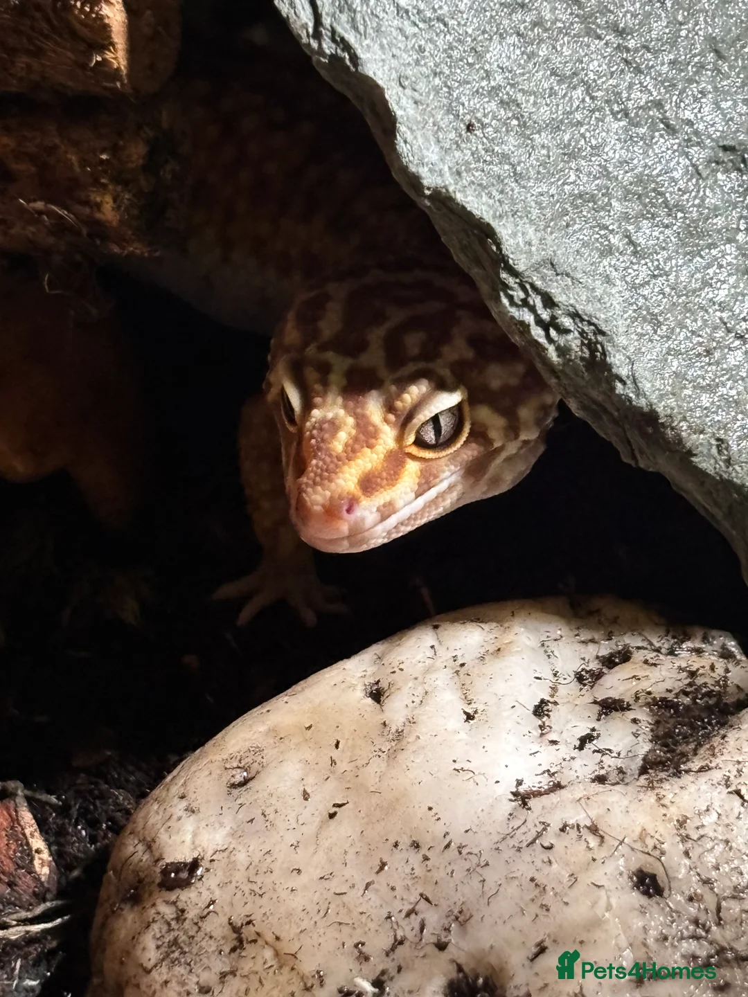 Leopard Gecko reptiles for sale: Leopard Gecko - Advert 3