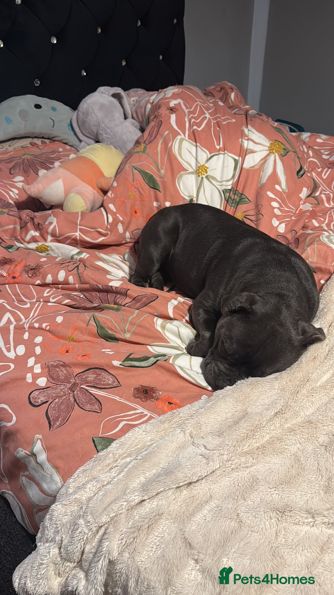 Staffordshire Bull Terrier dogs for sale: Staffordshire bull terrier kc reg  - Advert 11