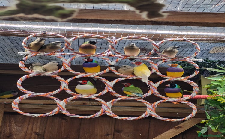 Finches birds - Advert 1