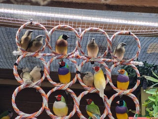 Finches birds - Advert 2