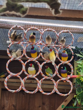 Finches birds - Advert 12