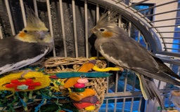 Cockatiels birds for sale: Stunning cocktails for sale - Image 4
