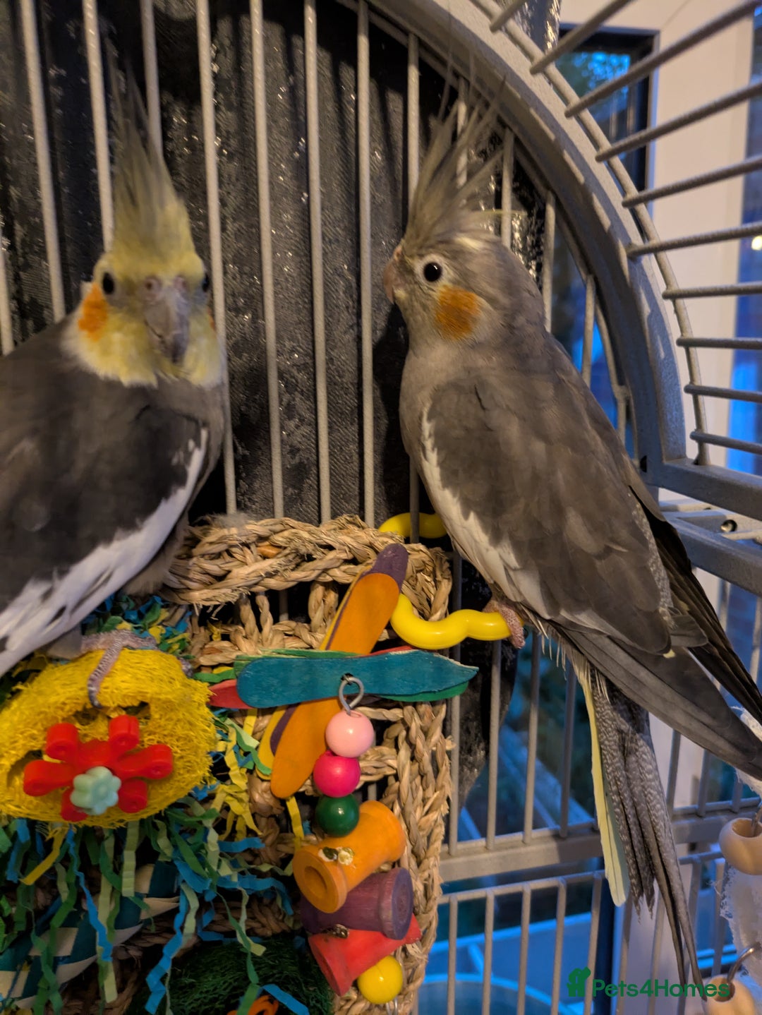 Cockatiels birds for sale: Stunning cocktails for sale - Image 4