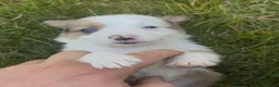 Mixed Breed dogs for sale: 6 Beautiful Puppies❤️ - Advert 16