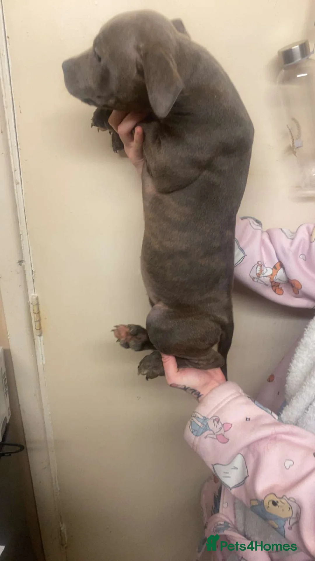 Staffordshire Bull Terrier dogs for sale: Beautiful Staffies pups  - Advert 9