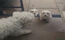 Mixed Breed dogs for sale: Lovely Female Bichon Maltese  - Image 3