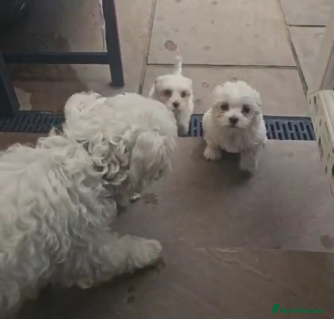 Mixed Breed dogs for sale: Lovely Female Bichon Maltese  - Image 3