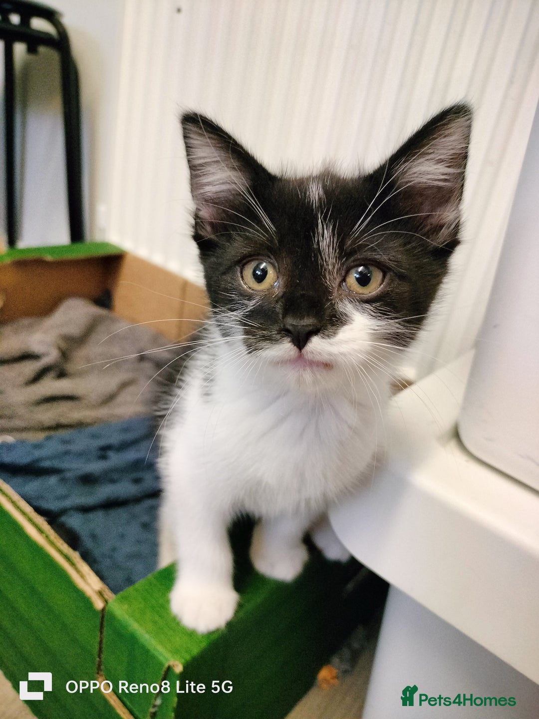 Domestic Shorthair cats for sale: Kittens  - Advert 12