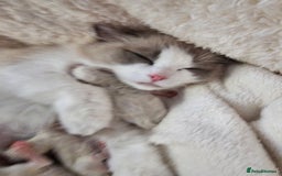 Ragdoll cats for sale: Blue eyes Blue-Bicolor kittens  - Image 10