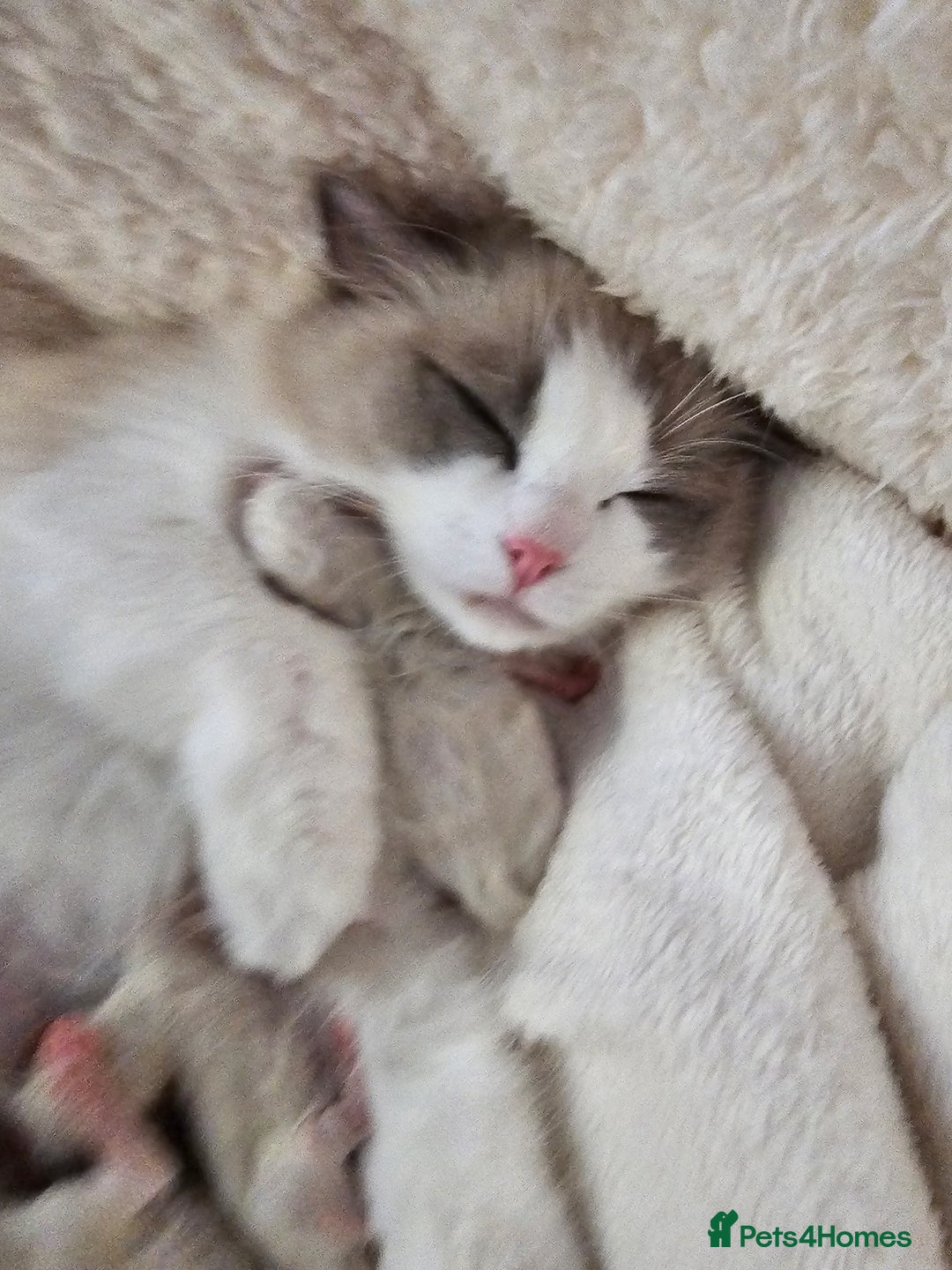 Ragdoll cats for sale: Blue eyes Blue-Bicolor kittens  - Image 10