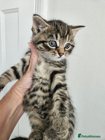 Mixed Breed cats - Advert 4