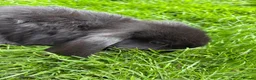 Mini Lop rabbits for sale: Beautiful pure breed mini lops😍 - Advert 13