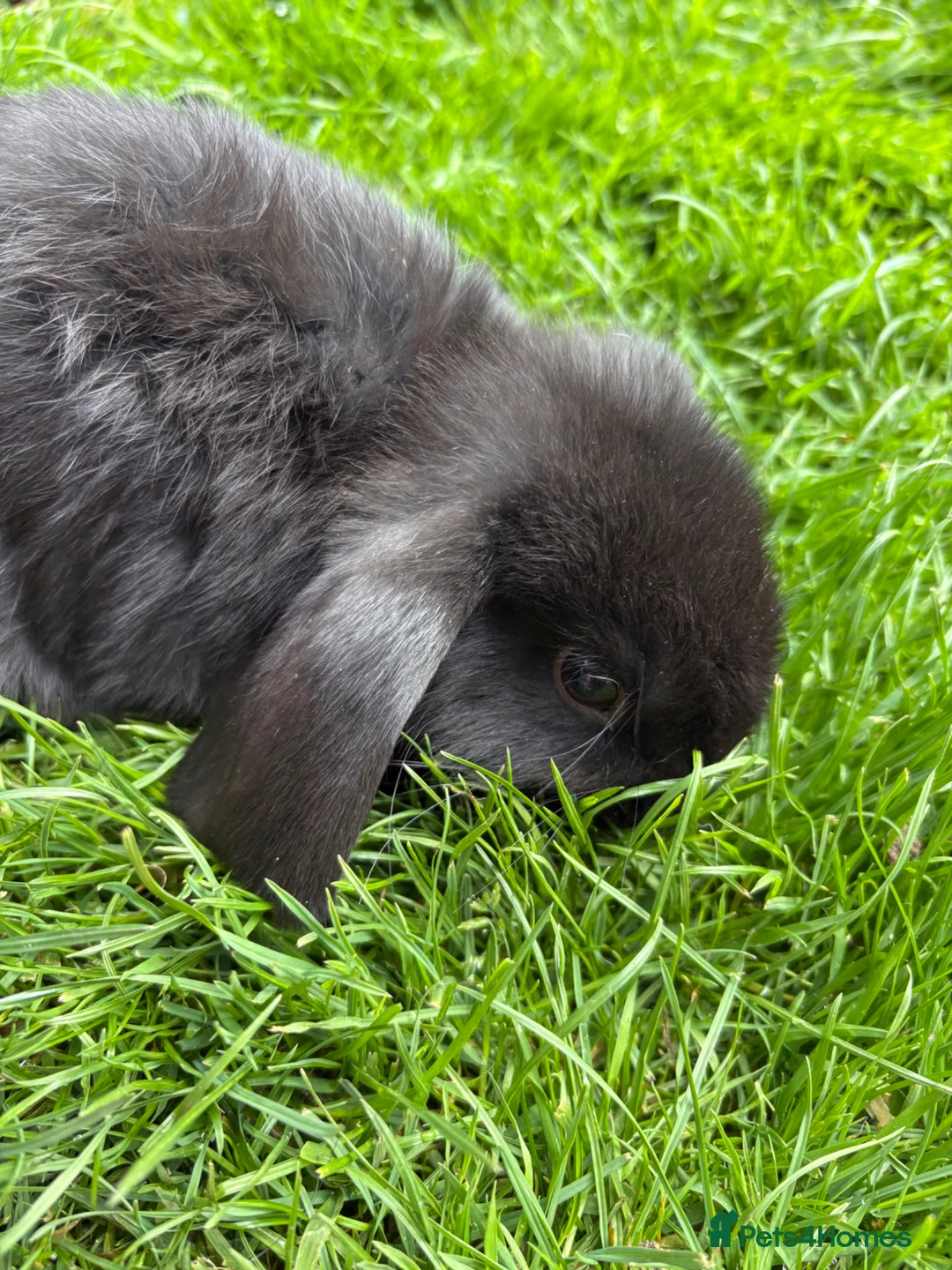 Mini Lop rabbits for sale: Beautiful pure breed mini lops😍 - Advert 1