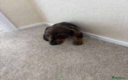 Dachshund dogs for sale: Adorable dachshund puppies - Image 5