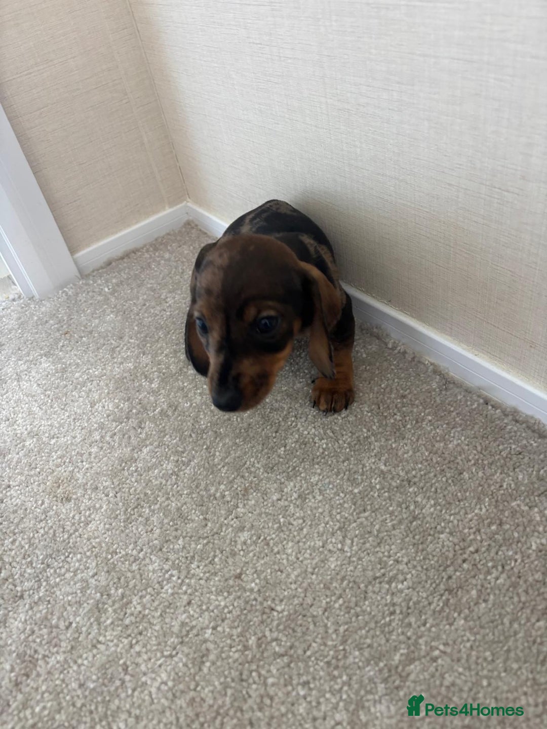 Dachshund dogs for sale: Adorable dachshund puppies - Image 5