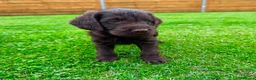 Labradoodle dogs for sale: Chocolate & chocolate Merle Babies 🐾🐾🐾 - Advert 9