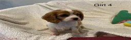 Cavalier King Charles Spaniel dogs for sale: Cavalier King Charles Spaniel puppies - Advert 15
