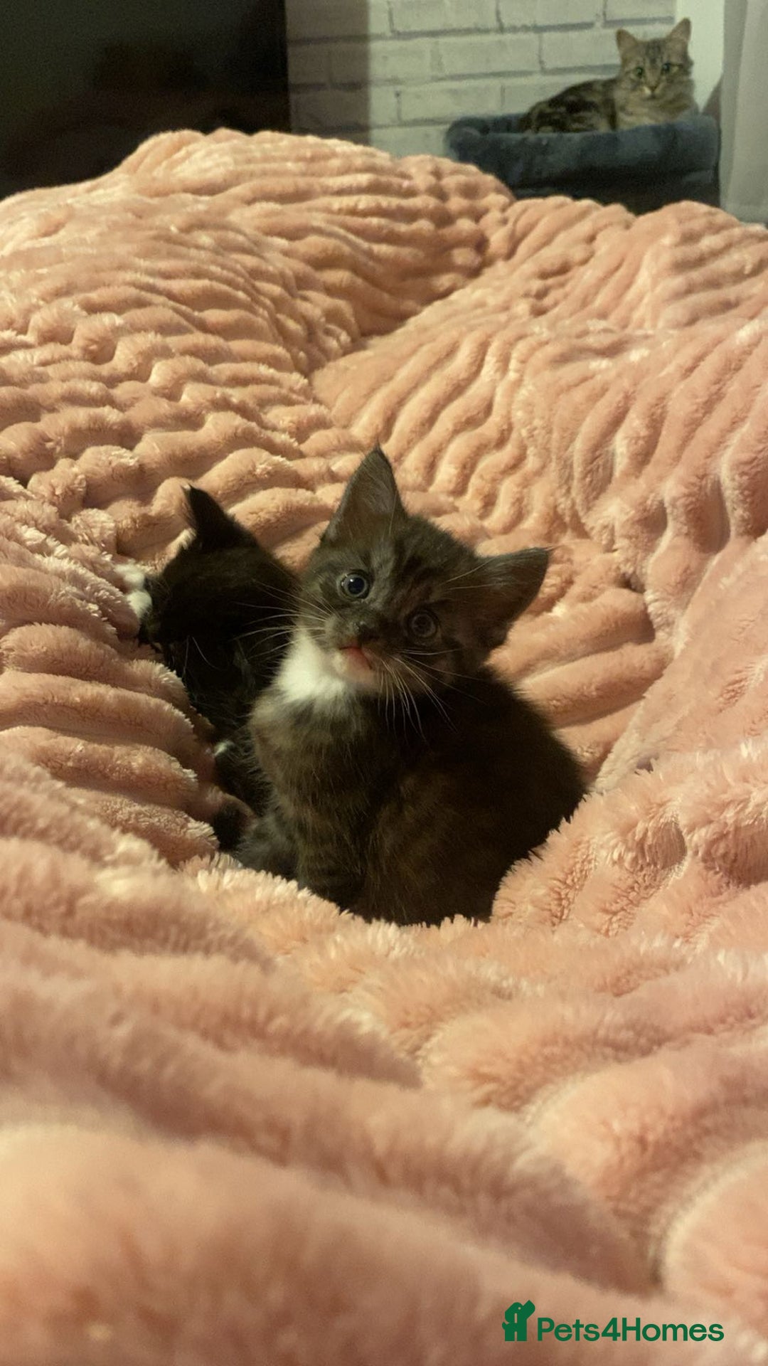 Bengal cats for sale: Bengal/Maine Coone kittens - Advert 7