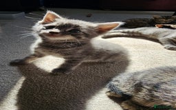 Mixed Breed cats for sale: 7 cute kittens - Image 1