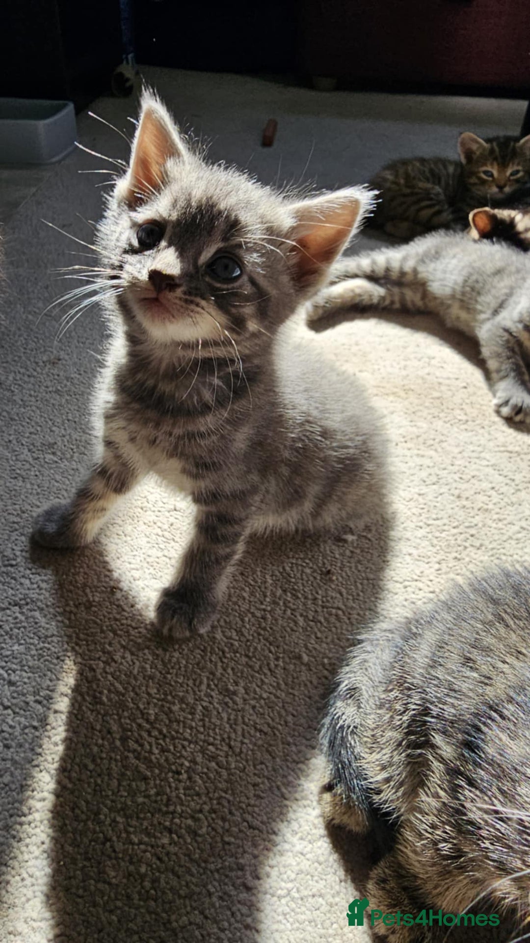 Mixed Breed cats for sale: 7 cute kittens - Image 1