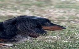 Miniature Dachshund dogs for sale: Pedigree Miniature Dachshund - Image 10