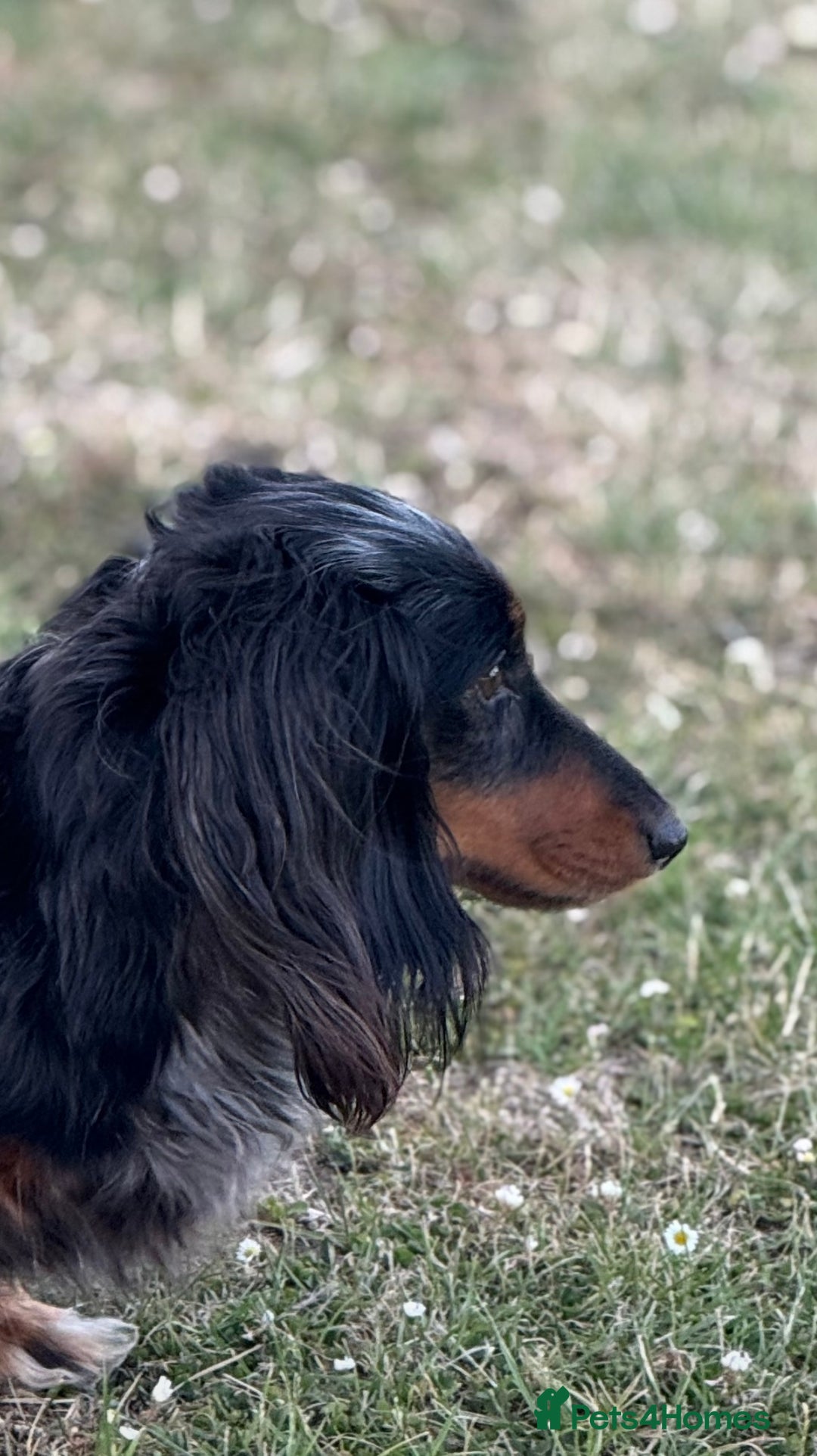 Miniature Dachshund dogs for sale: Pedigree Miniature Dachshund - Image 10