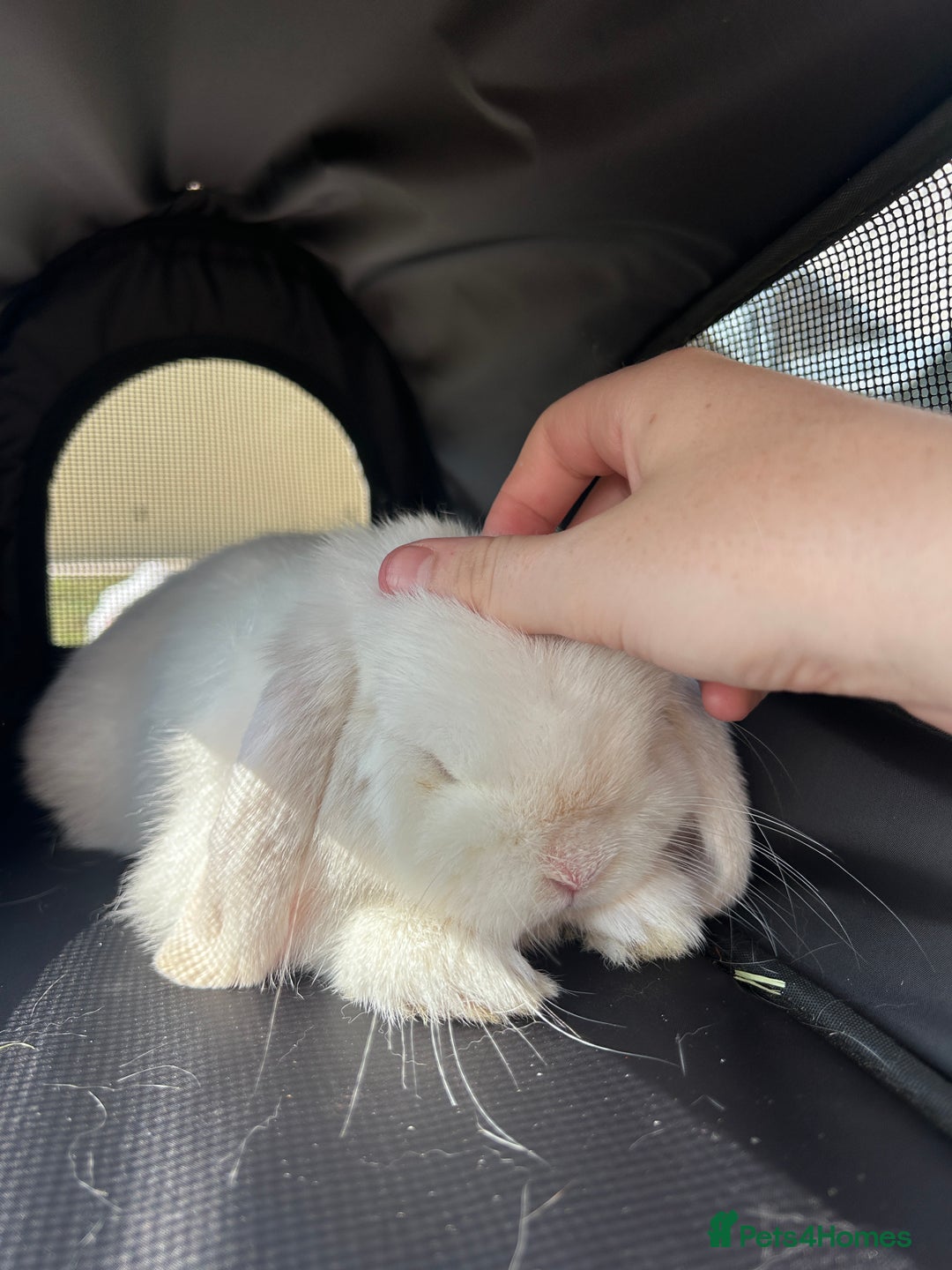 Mini Lop rabbits for sale: Mini Lop Bunny - Mickey - Image 2