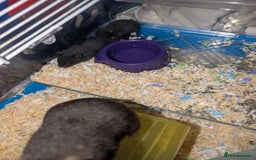 Hamster rodents for sale: Baby Syrian hamsters - Image 2