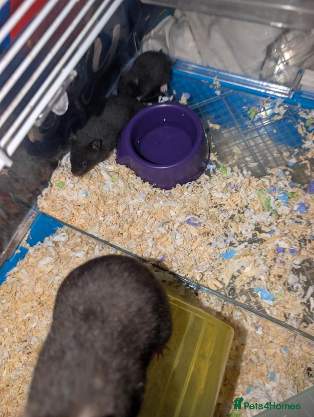 Hamster rodents for sale: Baby Syrian hamsters - Image 2