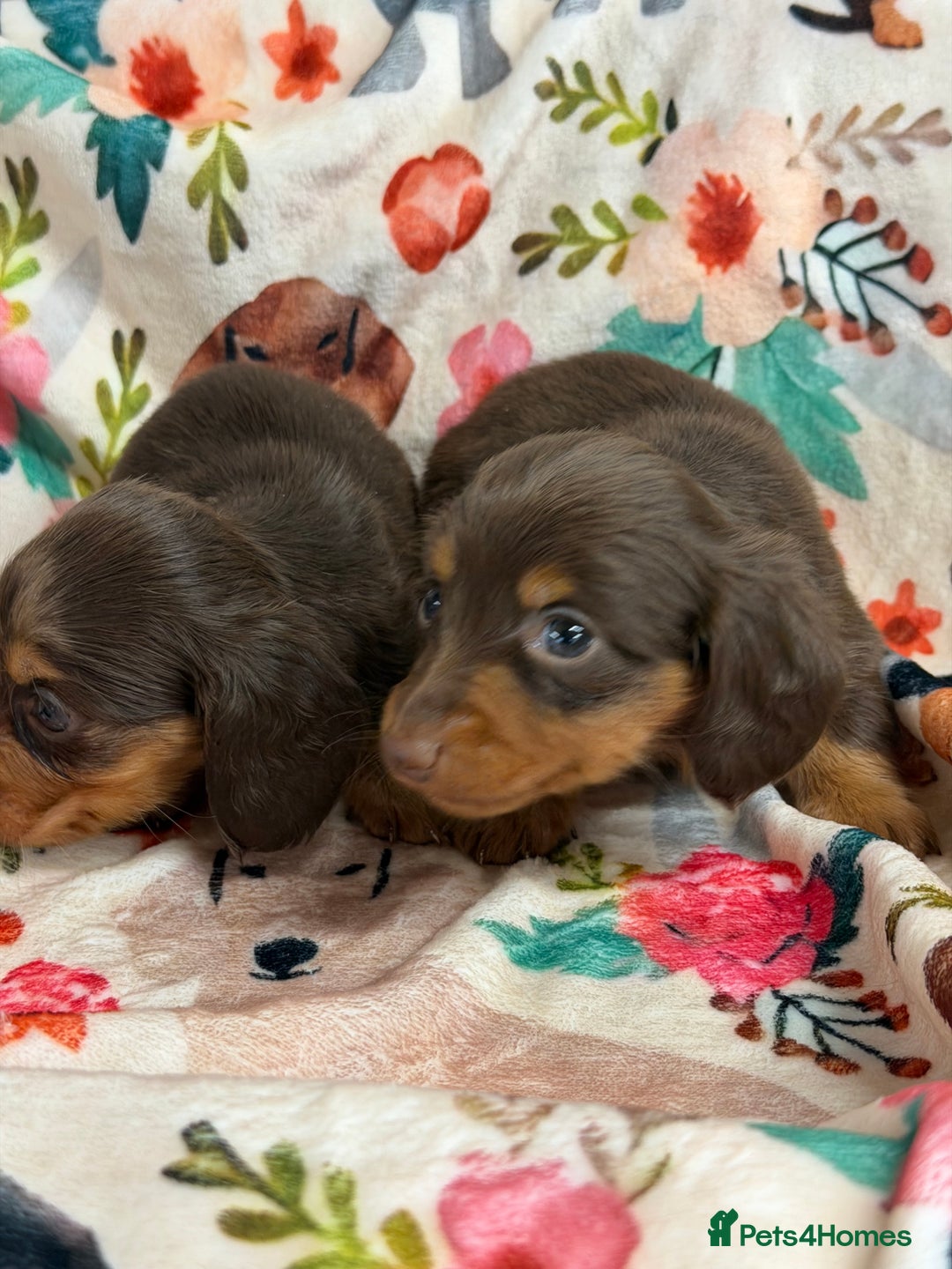 Miniature Dachshund dogs for sale: 2 left Long haired mini dachshund pups  - Advert 16