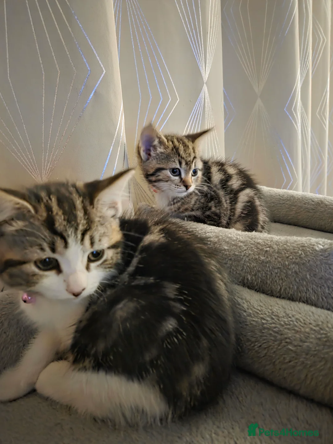 Mixed Breed cats for sale: 5 kittens - Advert 4
