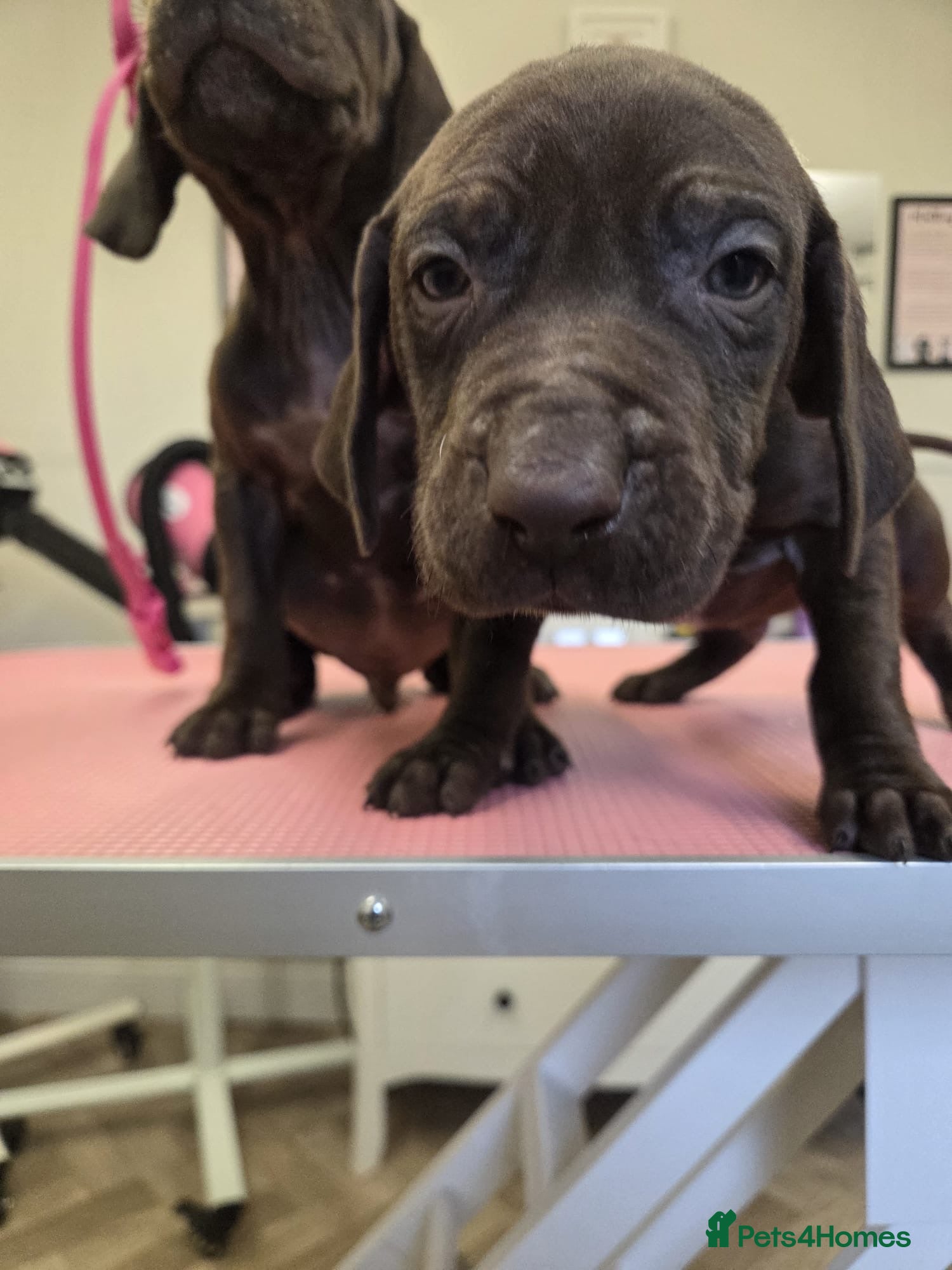 Mixed Breed dogs hungarian vizsla x german pointer pups  - Advert 2