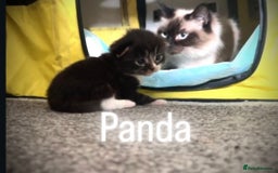 Ragdoll cats for sale: Ragdoll x kittens  - Image 4