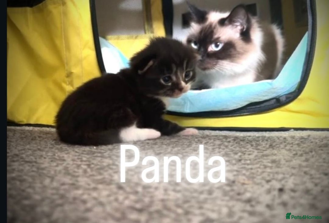 Ragdoll cats for sale: Ragdoll x kittens  - Image 4