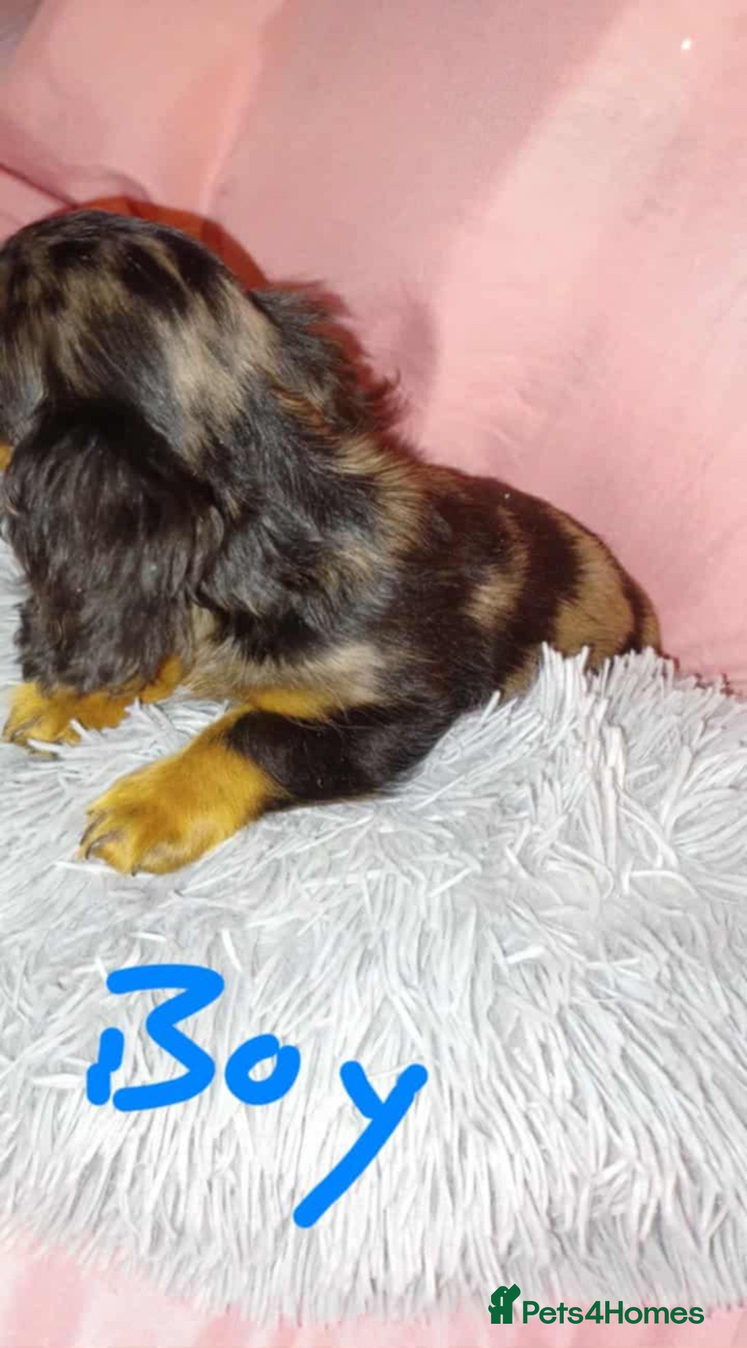 Dachshund dogs for sale: Dachshund puppies  - Advert 11