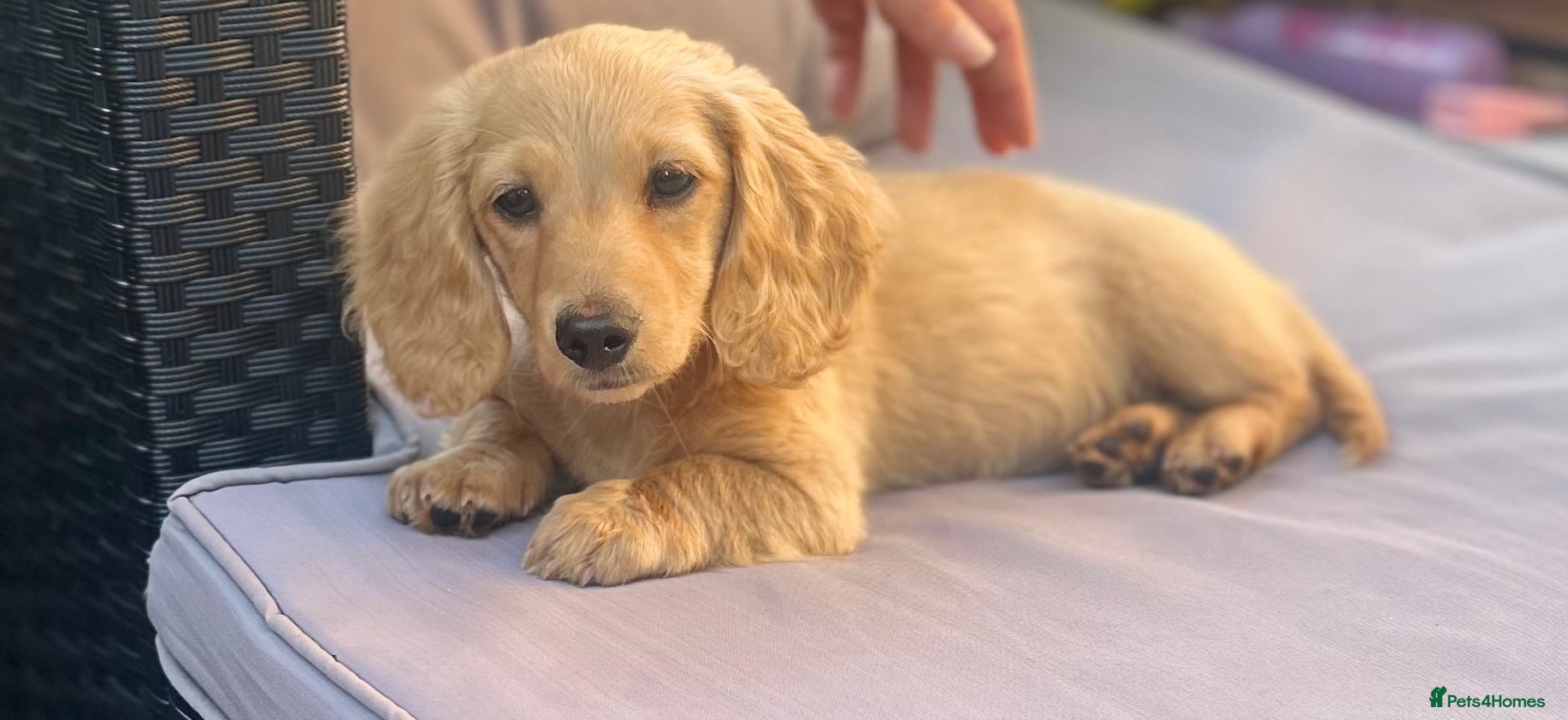 Miniature Dachshund dogs Cream long haired miniature dachshund puppies  - Advert 4