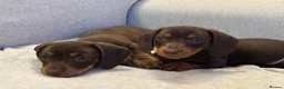 Miniature Dachshund dogs for sale: Short haired miniature dachshunds  - Advert 2