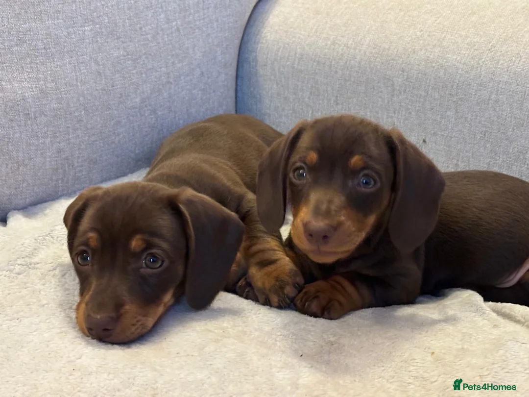 Miniature Dachshund dogs for sale: Short haired miniature dachshunds  - Advert 2