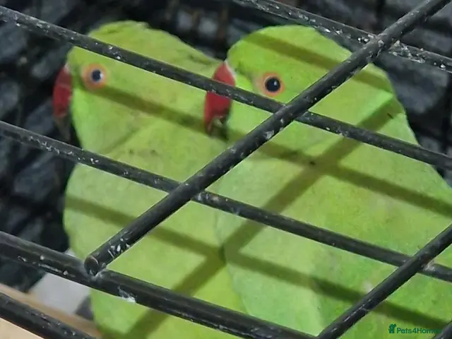 Ringnecks birds for sale: Beautiful red rumpus parakeet - Advert 1