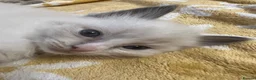 Ragdoll cats for sale: Stunning Ragdoll kittens blue point male/female in Hull - Advert 11