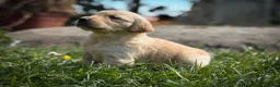 Golden Retriever dogs for sale: Traditional Dark Golden Retriever Puppy’s KC Reg - Advert 18