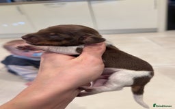 Miniature Dachshund dogs for sale: Beautiful miniature Dachshund puppies ❤️  - Image 7